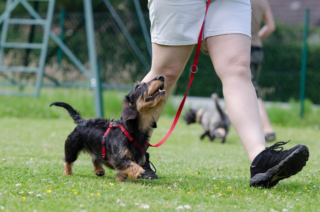 Dog training in Cork – loose-lead walking