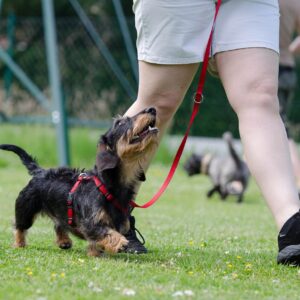 Puppy Training (12 Weeks+)