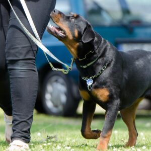 Good Dog Obedience Course (6 Months+)