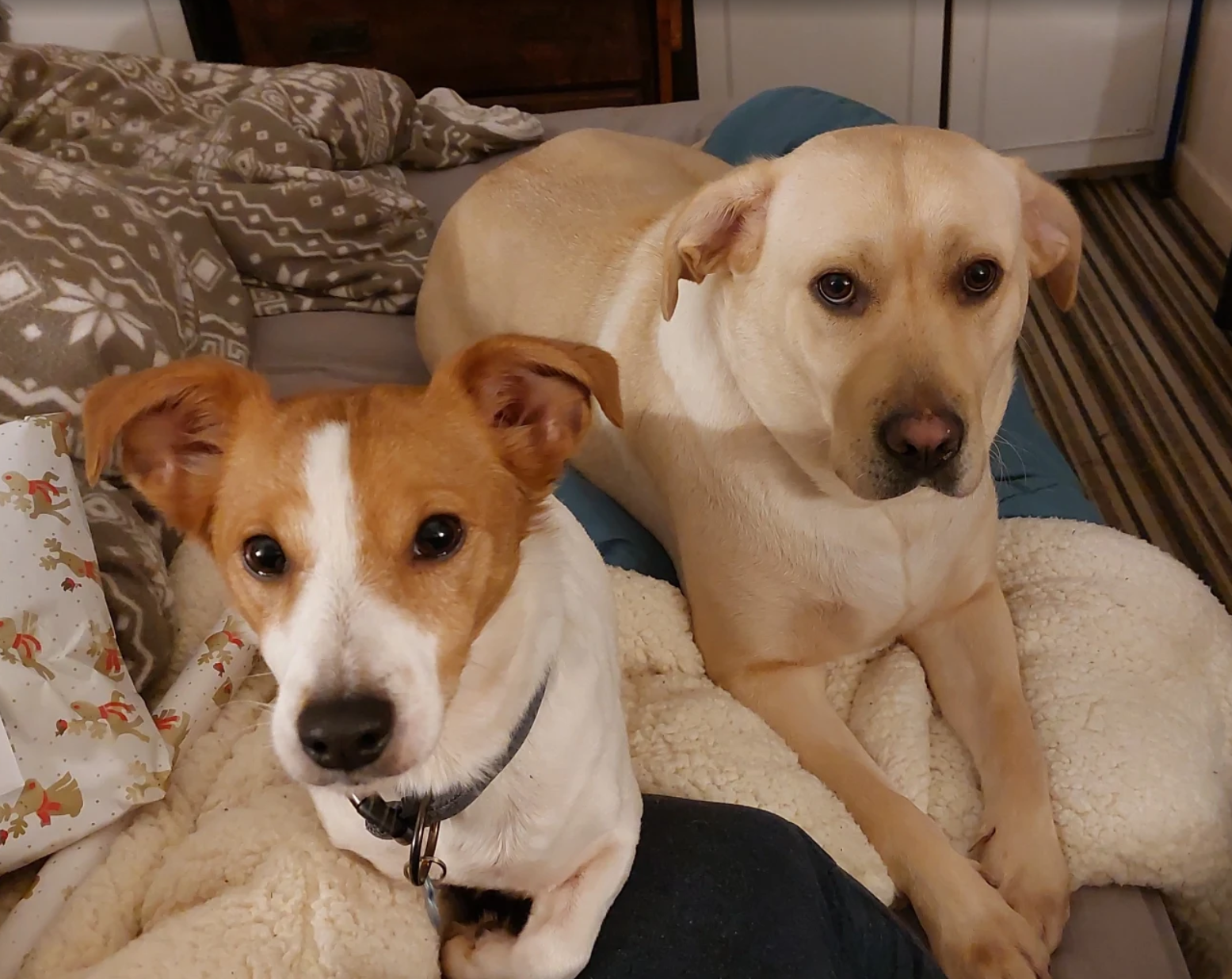 Mandy with Fudge & Lady