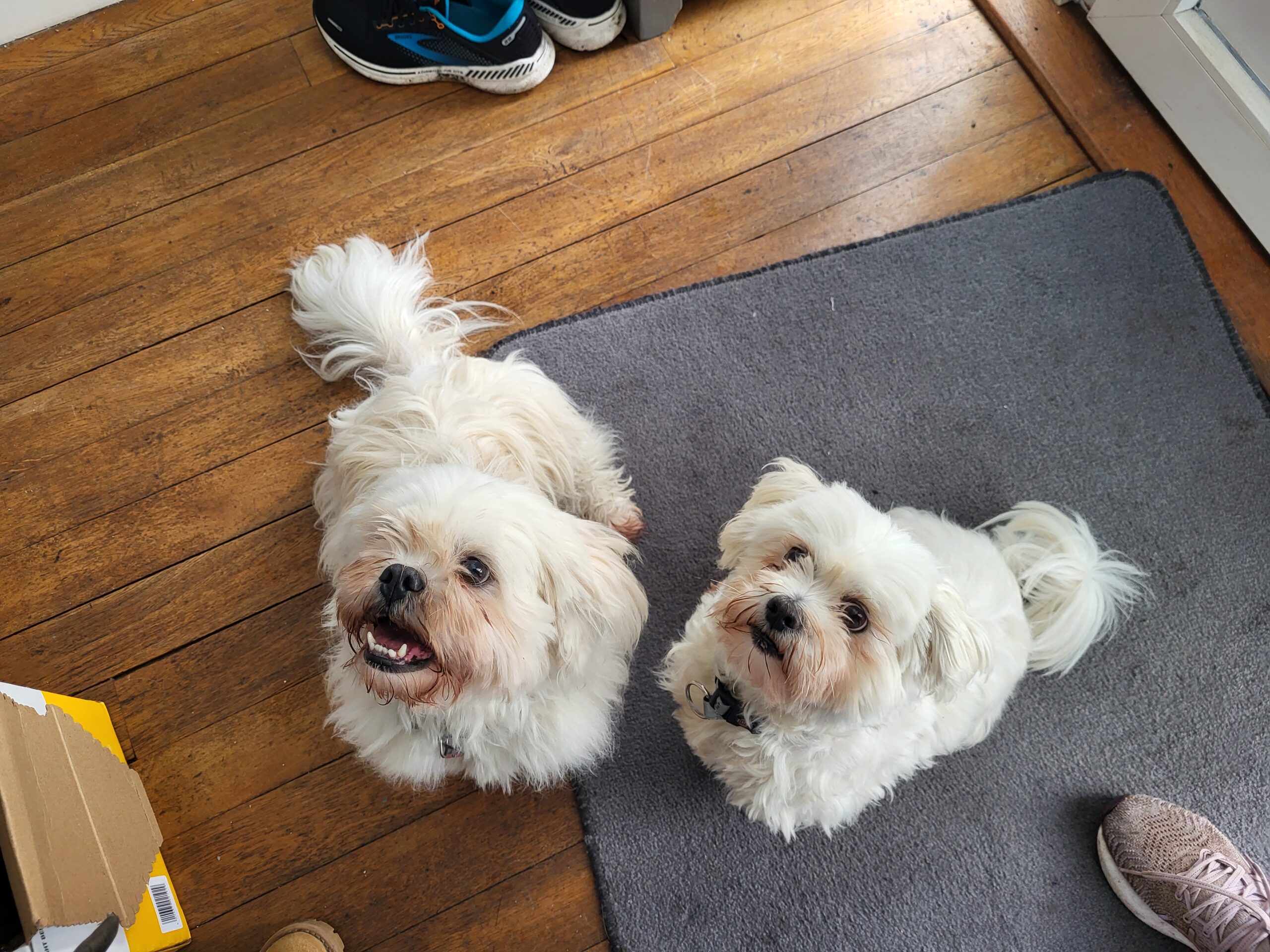 Gillian and Freddie & Rollo