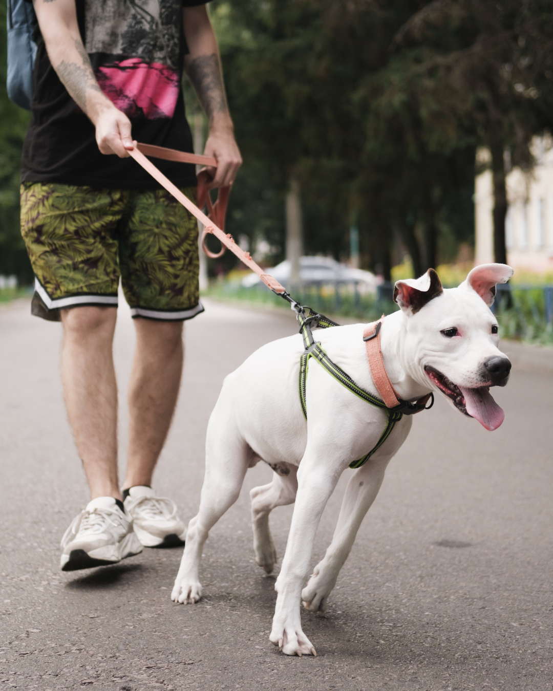 Meet Your Trainer — obedience training image