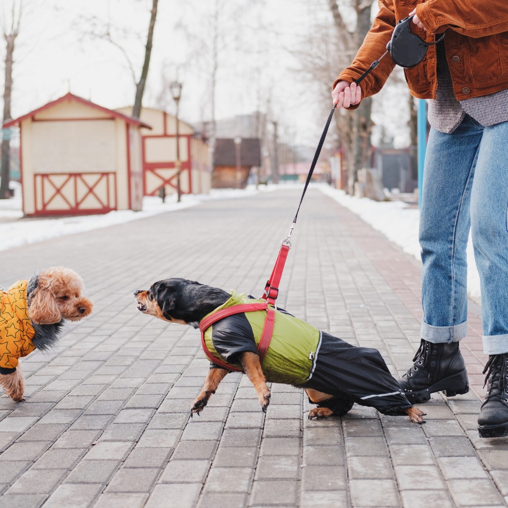 reactivity - dog Behaviour consults in cork