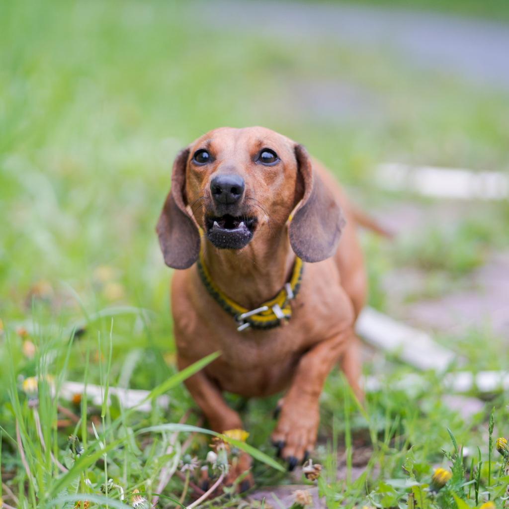 reactive dog - behaviour consult Cork