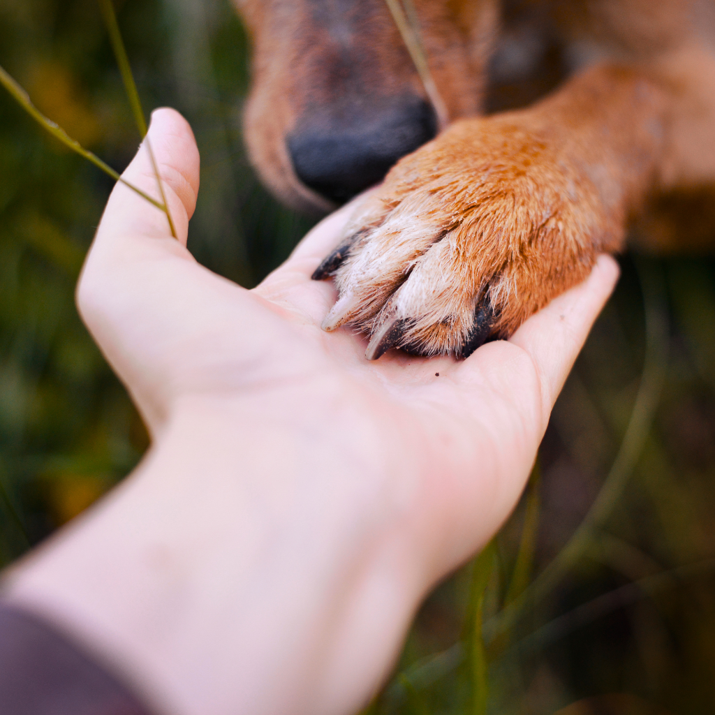 good dog giving paw - behaviour consult cork