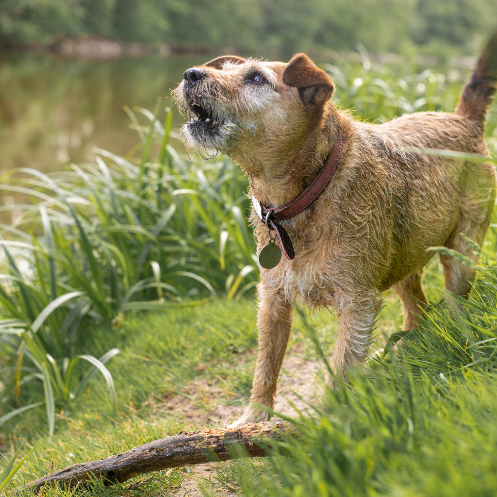 Dog barking - dog Behaviour consults in cork
