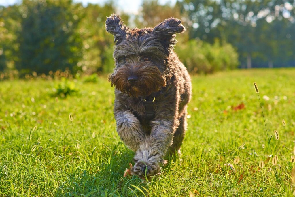 Puppy running - dog training in ballincollig image