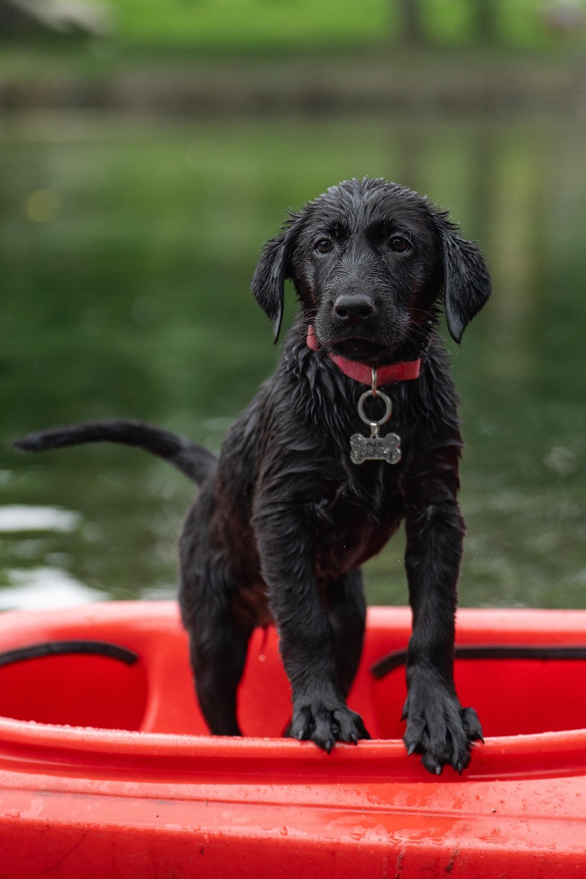 Families, puppies and first-time owners