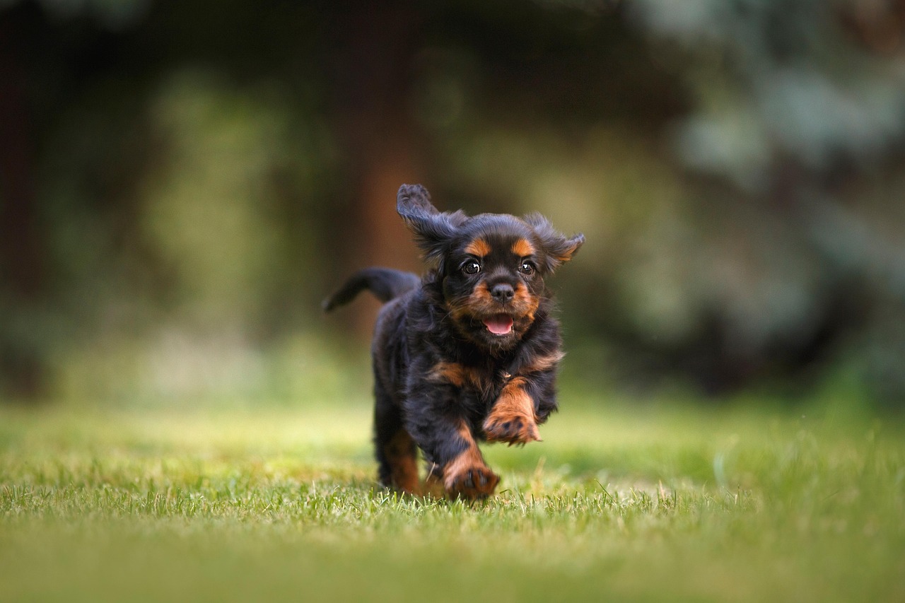 New Puppies in New Homes