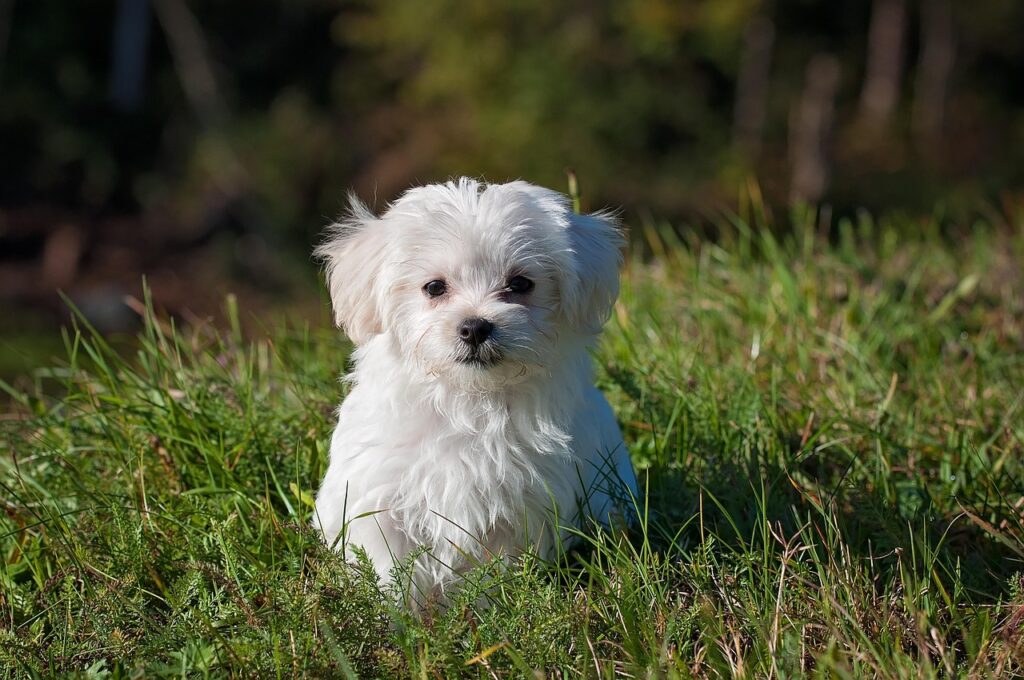 maltese puppy - dog training blackpool image