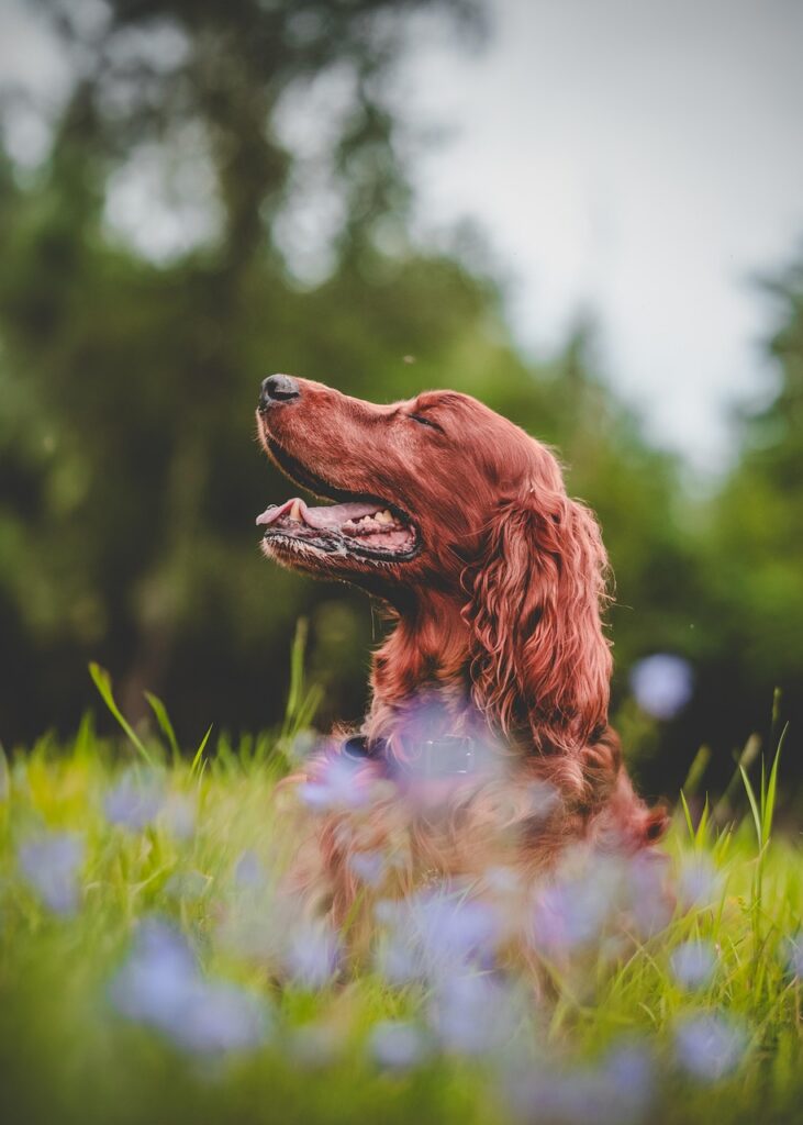Adult Dog Training section — Irish Setter