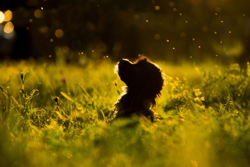 Puppy silhouette - practical guide image