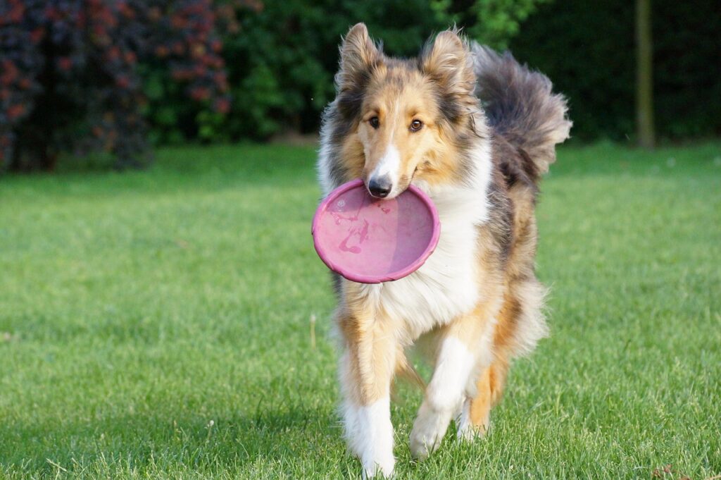fun with your dog, sheep-dog, scottish, if, animals, nature, dogs, game, the dog in the garden