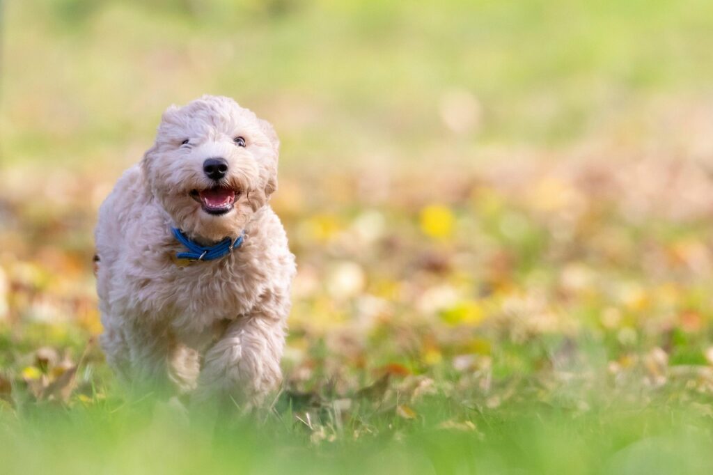 dog, puppy, pet, bichon frise, animal, pup, young dog, toy dog, doggy, domestic dog, canine, mammal, cute, adorable, furry, nature, portrait, park, outdoors