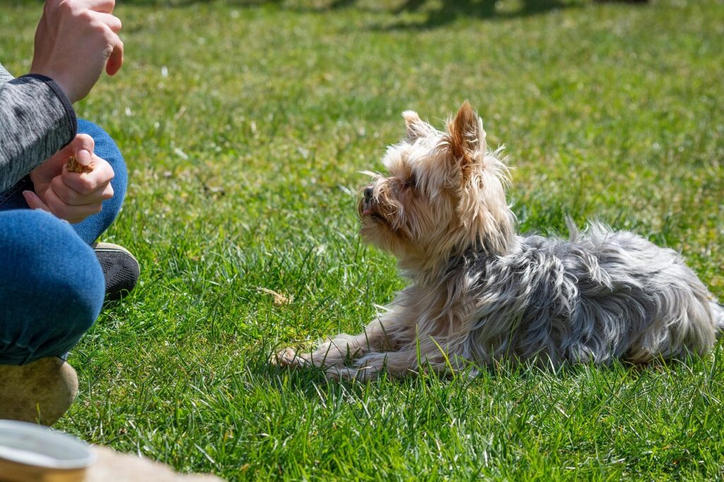 dog, dog training, city square, nature, training, education, meadow, outdoors, small dog, yorkie, yorkshire terrier, animal, pet, domestic animal