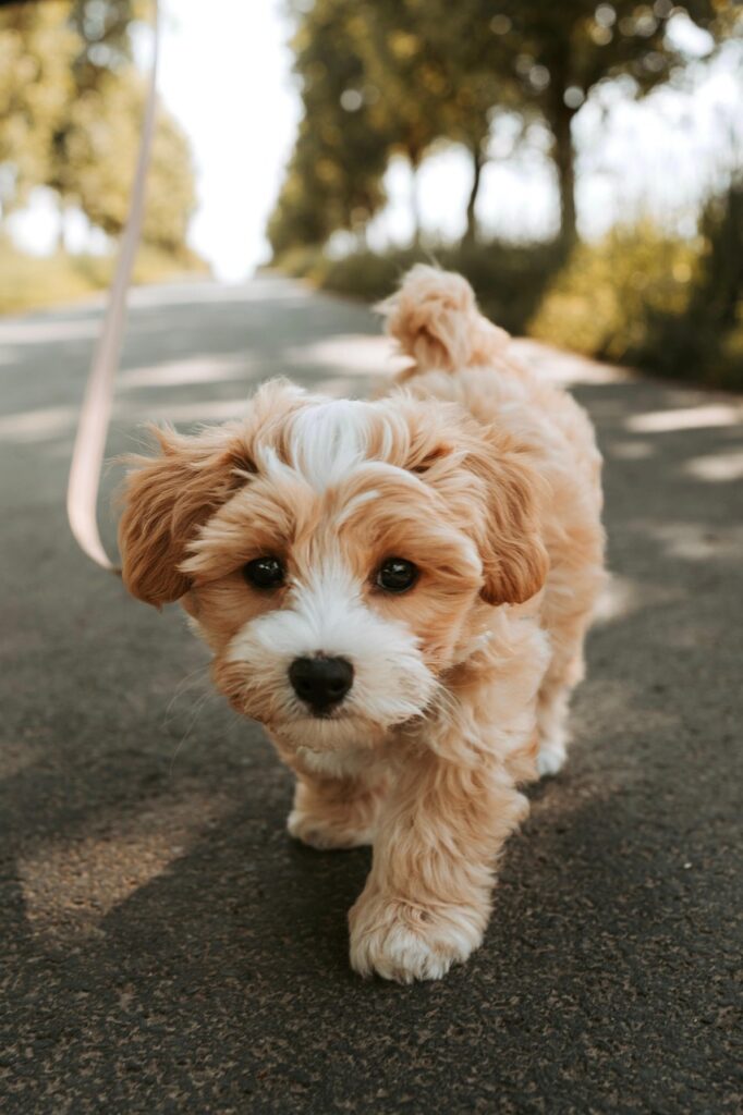 Hero image — cockapoo doing puppy training