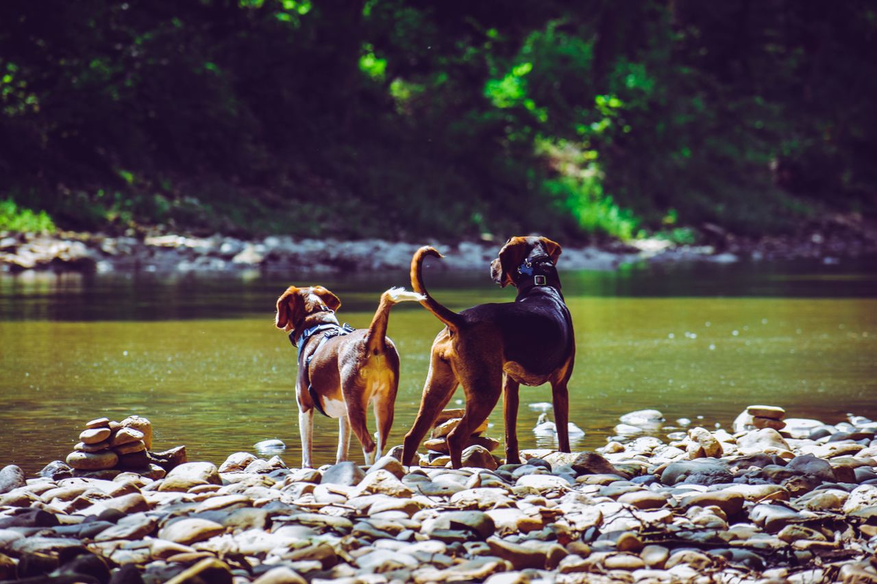 Local walks, green spaces and river routes