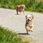 Two playful dogs running down a sunny gravel path surrounded by green grass.