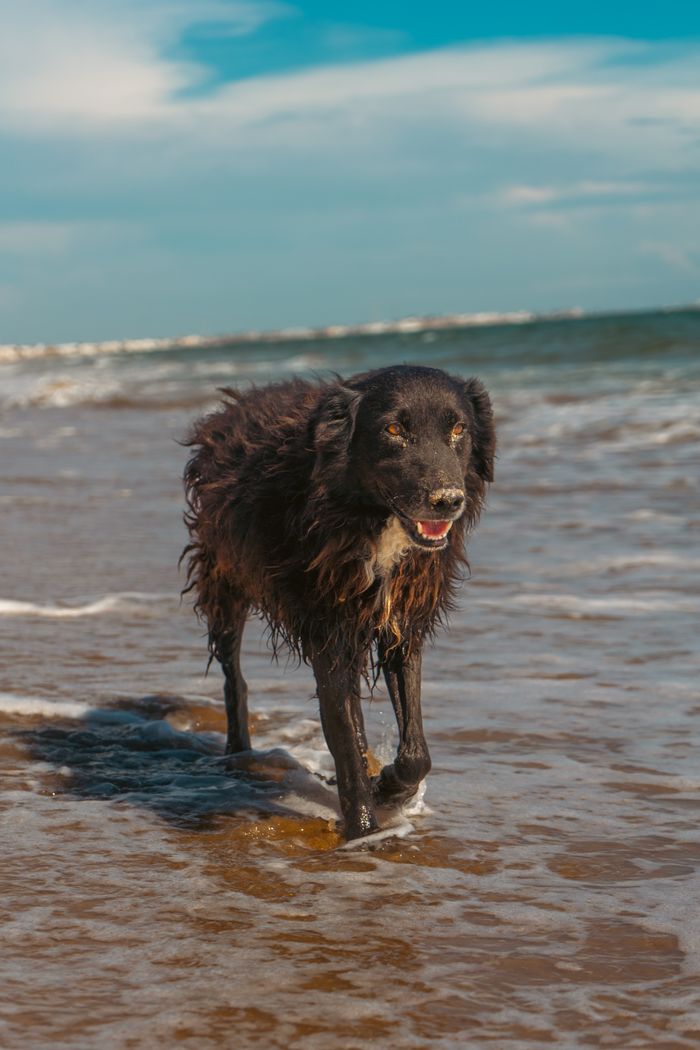 Coastal walks with big distractions