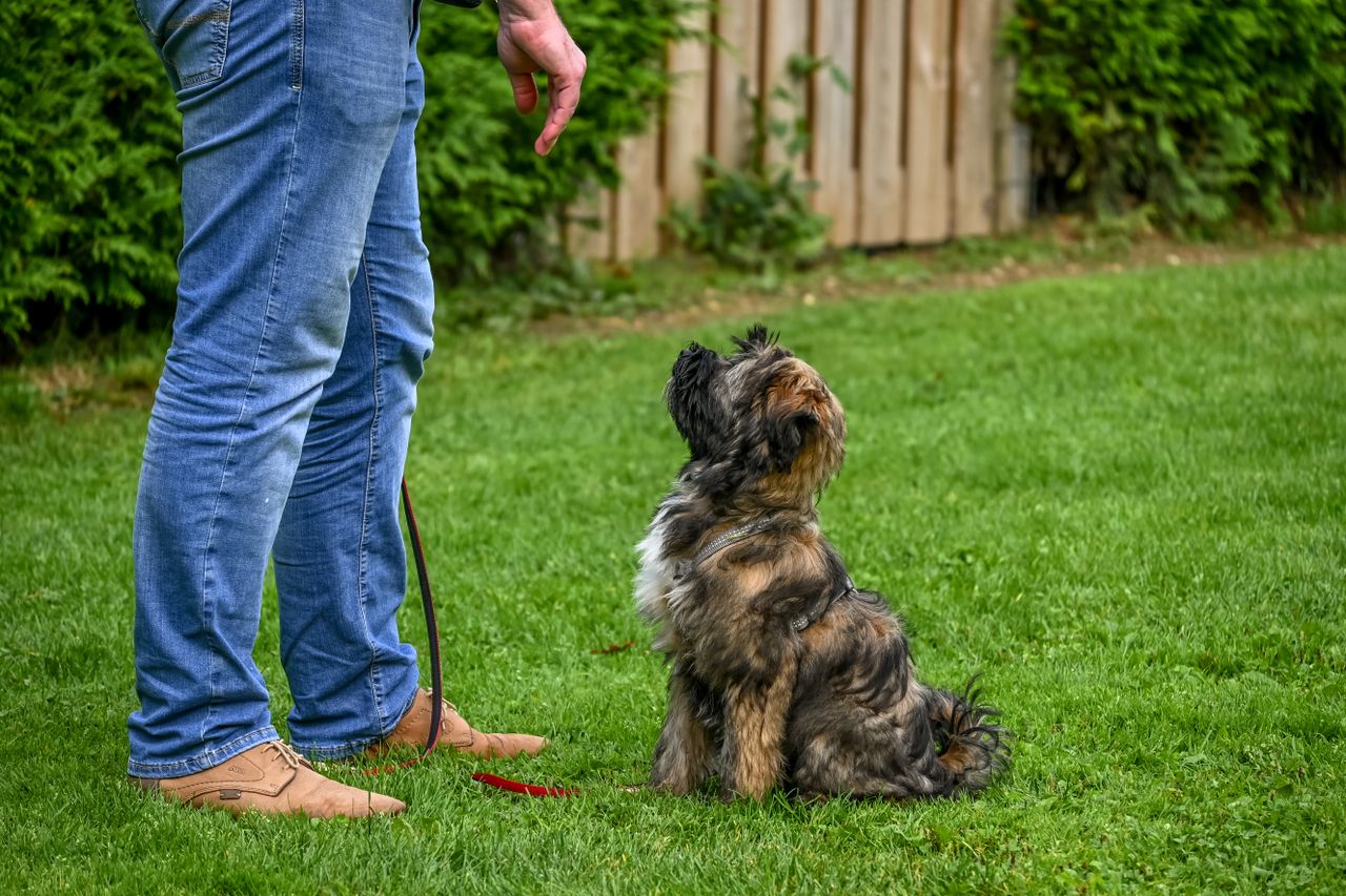 dog training cork city