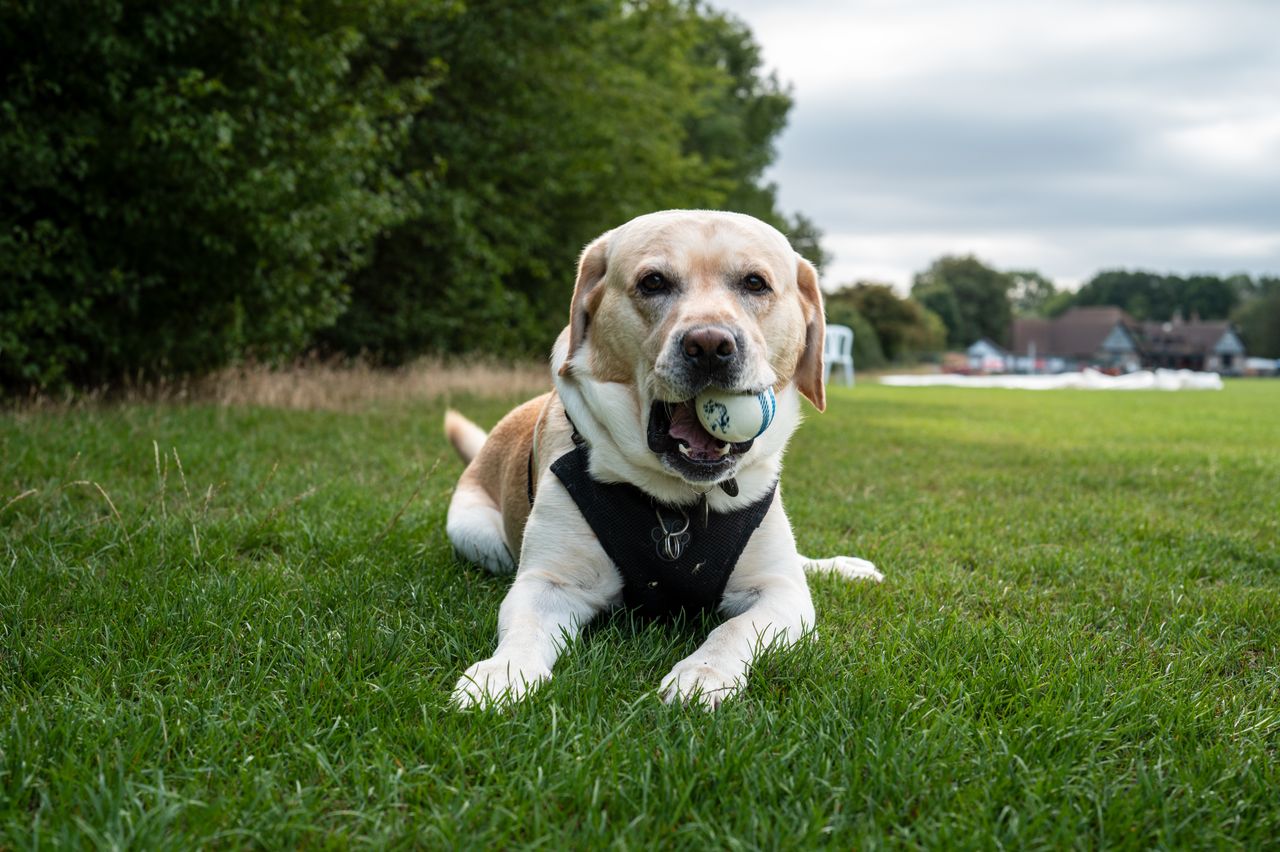 Greenways, woodland walks and everyday distractions