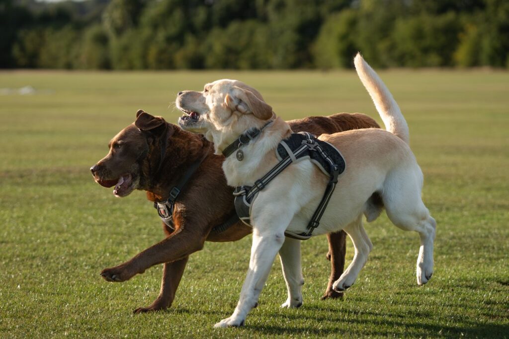Two labrador retrievers run joyfully across a grassy park in the sunlight, showcasing energy and companionship.