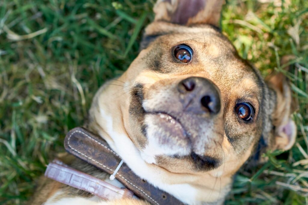 Teenage Phase section — brown dog