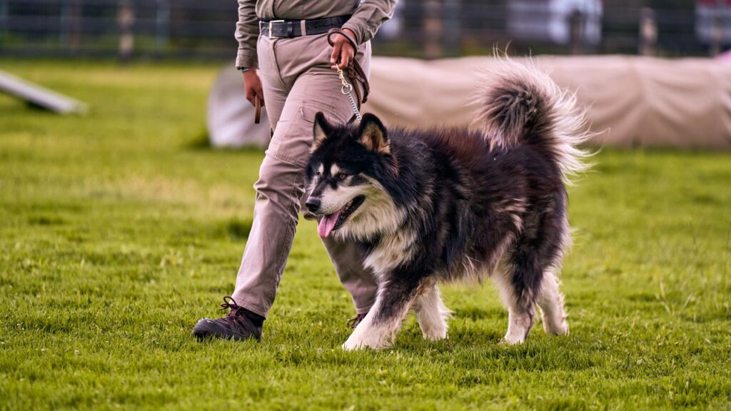 Dog training in Douglas