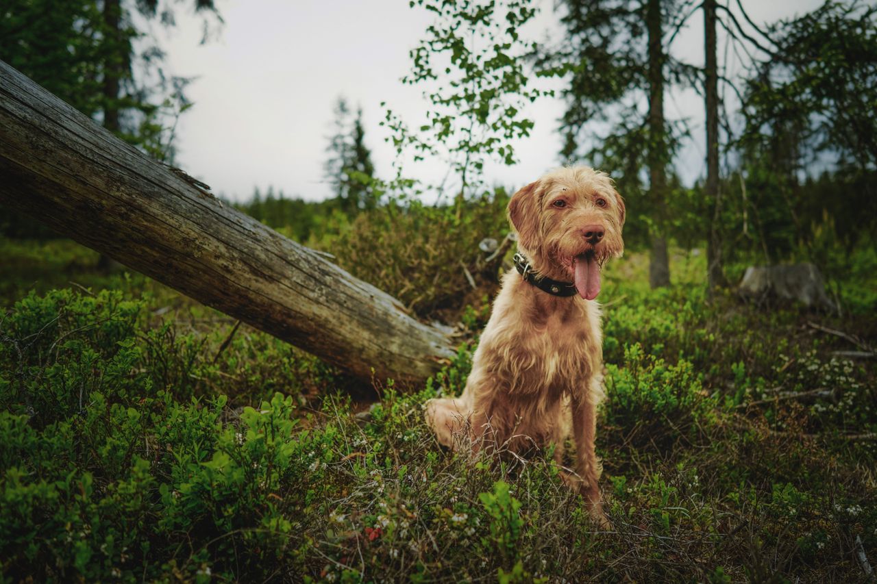 Woodland walks and countryside distractions