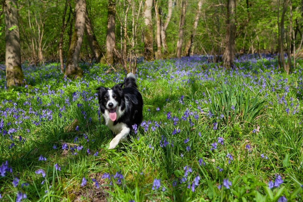 dog in bluebells, dog, beautiful flowers, canine, bluebell forest, bluebell flower, animal, bluebell, woods, spring, bloom, plant, nature, flowers, blossom, forest, flora, flower wallpaper, purple, woodland, pet, flower background, hyacinthoides non-scripta