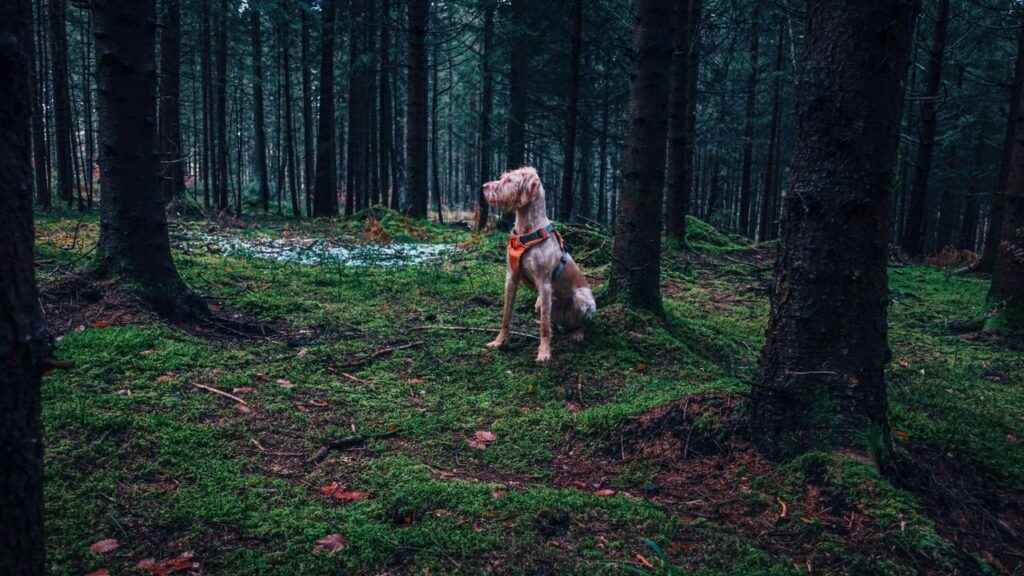 A dog with an orange harness stands attentively in a lush green forest.
