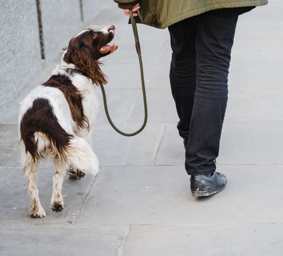 Obedience training Section